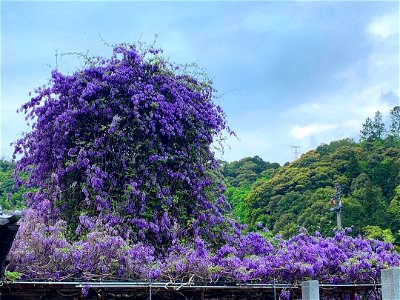 神光寺ののぼり藤 - 徳島県名西郡神山町鬼籠野 photo