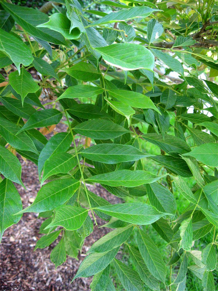 A picture of the leaves of Wisteria floribunda.
