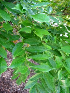 A picture of the leaves of Wisteria floribunda. photo