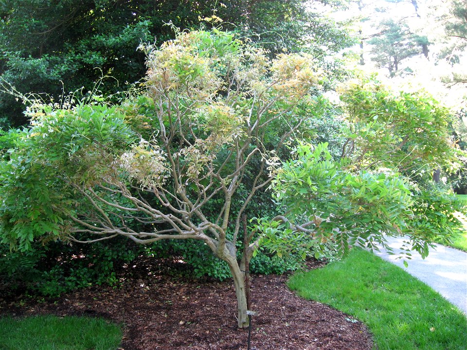 A picture of Wisteria floribunda.