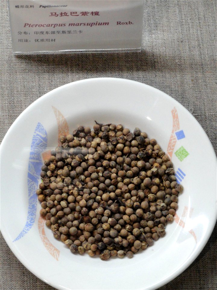 Seeds exhibited in the Kunming Botanical Garden, Kunming, Yunnan, China.