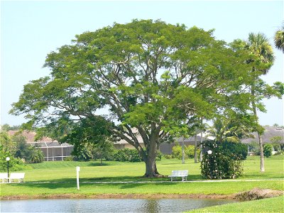 Elephant Ear Tree