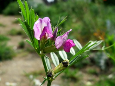 Futterwicke (Vicia sativa) in Hockenheim
