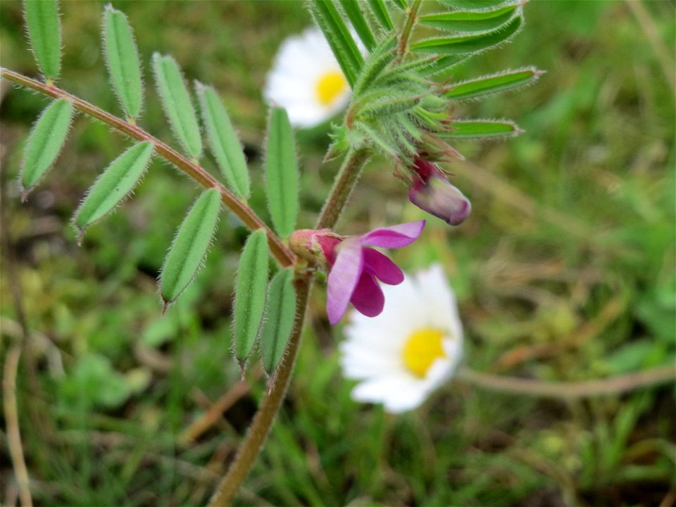 Futterwicke (Vicia sativa) im Neuenheimer Feld in Heidelberg