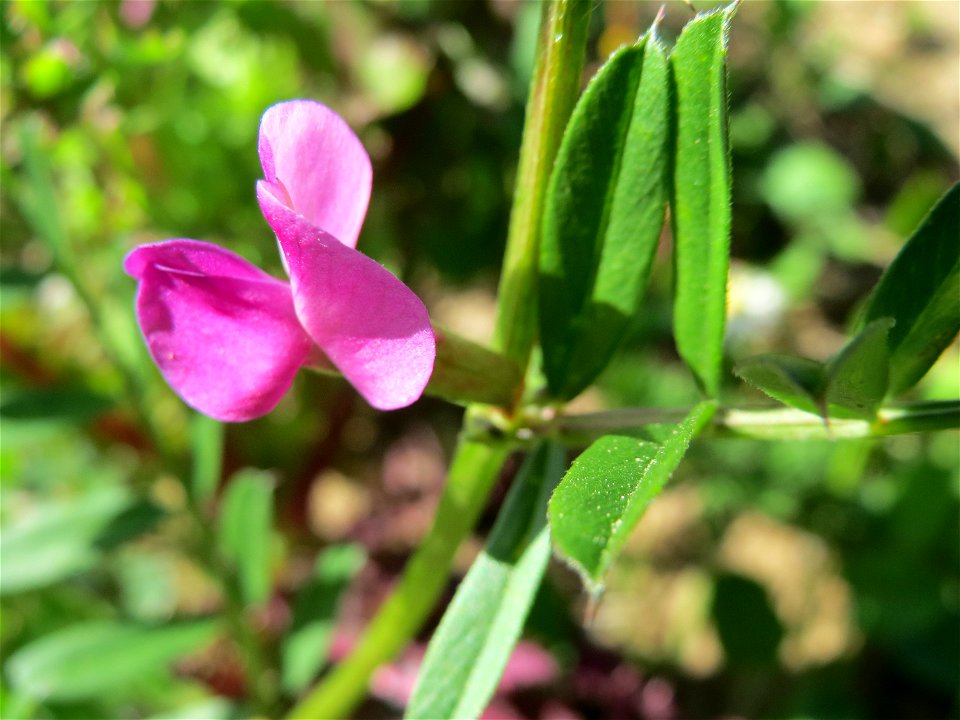 Futterwicke (Vicia sativa) im Neuenheimer Feld in Heidelberg