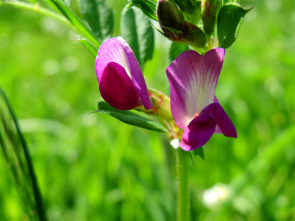 Futterwicke (Vicia sativa) im Neuenheimer Feld in Heidelberg