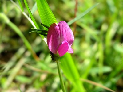 Schmalblättrige Wicke (Vicia sativa ssp. nigra) im Schwetzinger Hardt - an der Bahnstrecke Mannheim-Karlsruhe findet sich ein kleines Sandmagerrasen-Biotop mit typischer Binnendünen-Vegetation