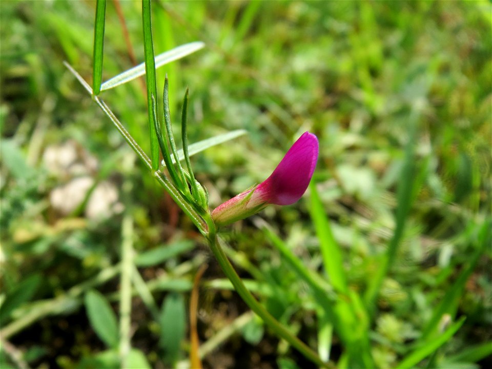 Schmalblättrige Wicke (Vicia sativa ssp. nigra) im Schwetzinger Hardt - an der Bahnstrecke Mannheim-Karlsruhe findet sich ein kleines Sandmagerrasen-Biotop mit typischer Binnendünen-Vegetation
