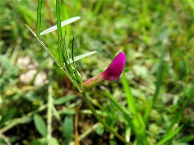 Schmalblättrige Wicke (Vicia sativa ssp. nigra) im Schwetzinger Hardt - an der Bahnstrecke Mannheim-Karlsruhe findet sich ein kleines Sandmagerrasen-Biotop mit typischer Binnendünen-Vegetation