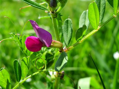 Futterwicke (Vicia sativa) im Neuenheimer Feld in Heidelberg
