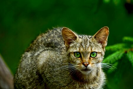 Mammal wildcat cat's eyes photo