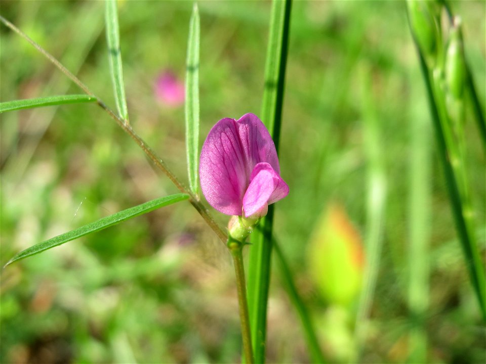 Schmalblättrige Wicke (Vicia sativa ssp. nigra) im Schwetzinger Hardt - an der Bahnstrecke Mannheim-Karlsruhe findet sich ein kleines Sandmagerrasen-Biotop mit typischer Binnendünen-Vegetation