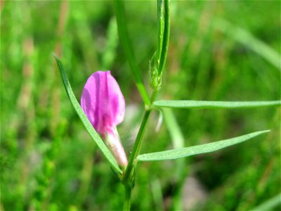 Schmalblättrige Wicke (Vicia sativa ssp. nigra) im Schwetzinger Hardt - an der Bahnstrecke Mannheim-Karlsruhe findet sich ein kleines Sandmagerrasen-Biotop mit typischer Binnendünen-Vegetation