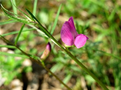 Schmalblättrige Wicke (Vicia sativa ssp. nigra) im Schwetzinger Hardt - an der Bahnstrecke Mannheim-Karlsruhe findet sich ein kleines Sandmagerrasen-Biotop mit typischer Binnendünen-Vegetation