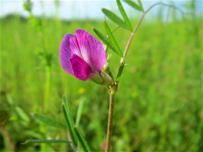 Schmalblättrige Wicke (Vicia sativa ssp. nigra) in den Horststückern im Landschaftsschutzgebiet Hockenheimer Rheinbogen