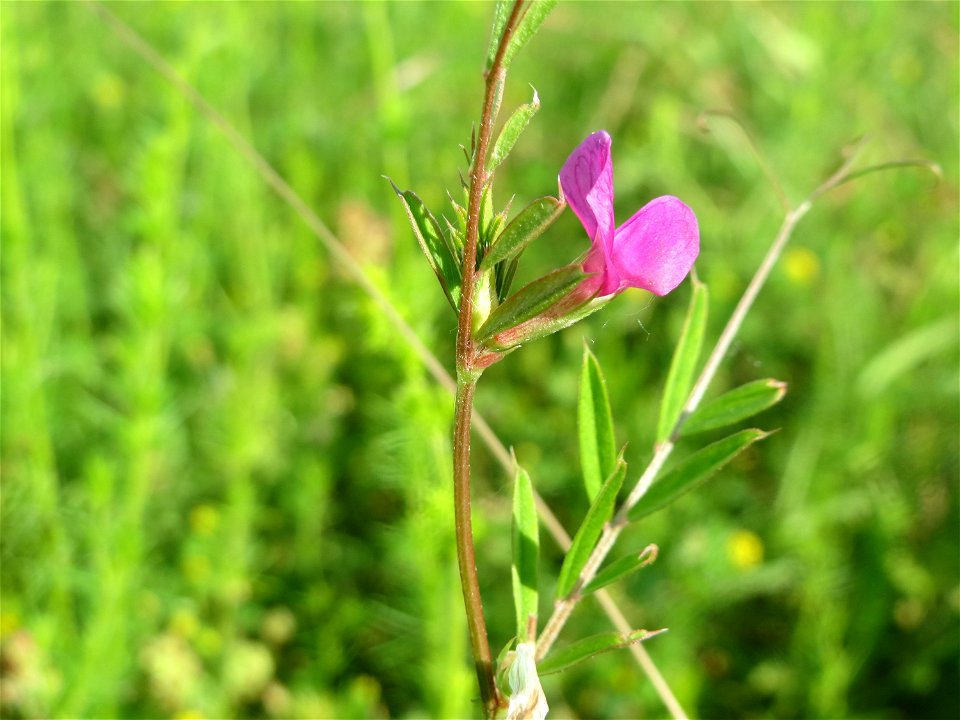 Schmalblättrige Wicke (Vicia sativa ssp. nigra) in den Horststückern im Landschaftsschutzgebiet Hockenheimer Rheinbogen
