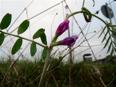 Futterwicke (Vicia sativa) auf einer Ruderalfläche am Messplatz in Hockenheim