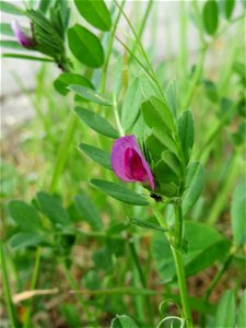 Platterbsen-Wicke (Vicia lathyroides) in St. Ingbert