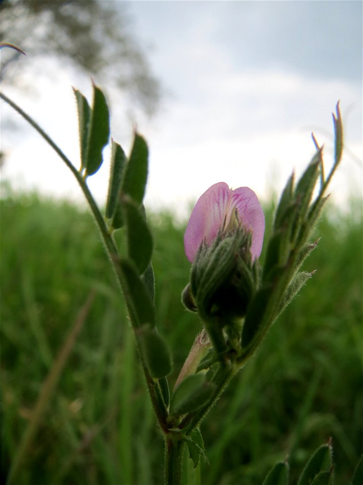 Futterwicke (Vicia sativa) auf einer regelrechten Wicken-Wiese mit diversen Vicia-Arten in Hockenheim-Talhaus