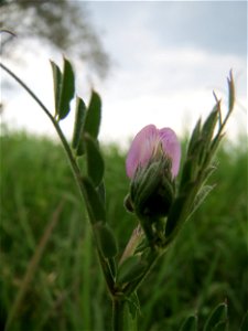 Futterwicke (Vicia sativa) auf einer regelrechten Wicken-Wiese mit diversen Vicia-Arten in Hockenheim-Talhaus