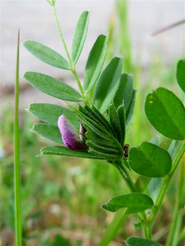 Platterbsen-Wicke (Vicia lathyroides) in St. Ingbert