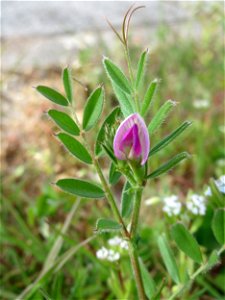 Platterbsen-Wicke (Vicia lathyroides) in St. Ingbert
