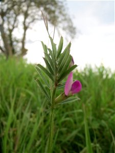 Futterwicke (Vicia sativa) auf einer regelrechten Wicken-Wiese mit diversen Vicia-Arten in Hockenheim-Talhaus