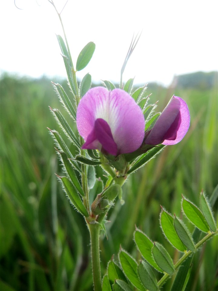 Futterwicke (Vicia sativa) auf einer regelrechten Wicken-Wiese mit diversen Vicia-Arten in Hockenheim-Talhaus