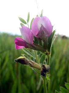 Futterwicke (Vicia sativa) auf einer regelrechten Wicken-Wiese mit diversen Vicia-Arten in Hockenheim-Talhaus
