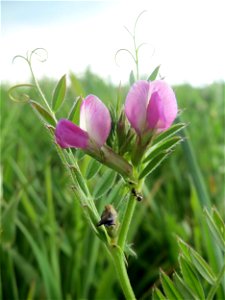 Futterwicke (Vicia sativa) auf einer regelrechten Wicken-Wiese mit diversen Vicia-Arten in Hockenheim-Talhaus