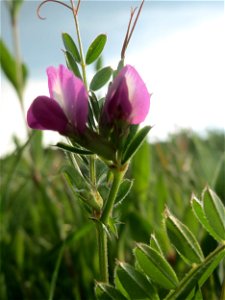 Futterwicke (Vicia sativa) auf einer regelrechten Wicken-Wiese mit diversen Vicia-Arten in Hockenheim-Talhaus