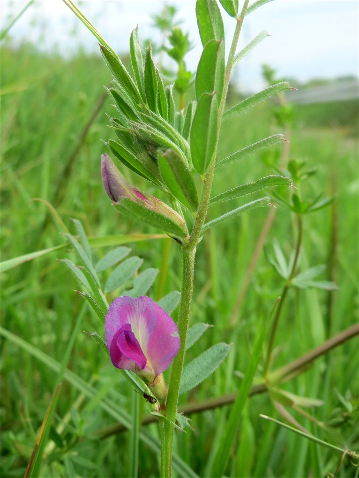 Futterwicke (Vicia sativa) am Kraichbachdamm im Landschaftsschutzgebiet „Hockenheimer Rheinbogen“