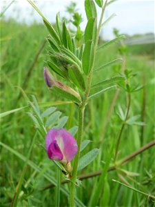 Futterwicke (Vicia sativa) am Kraichbachdamm im Landschaftsschutzgebiet „Hockenheimer Rheinbogen“