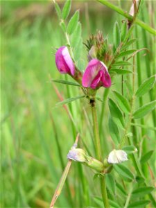 Futterwicke (Vicia sativa) am Kraichbachdamm im Landschaftsschutzgebiet „Hockenheimer Rheinbogen“