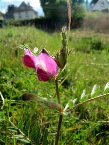 Futterwicke (Vicia sativa) auf einer Brachfläche am Messplatz Hockenheim