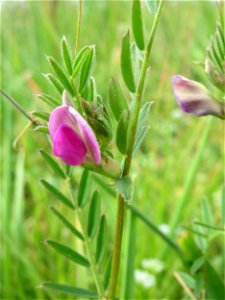 Futterwicke (Vicia sativa) am Kraichbachdamm im Landschaftsschutzgebiet „Hockenheimer Rheinbogen“
