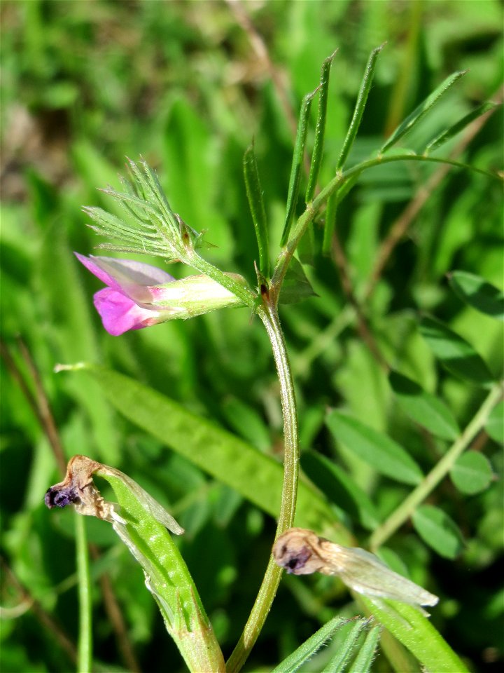 Futterwicke (Vicia sativa) in Bruchmühlbach-Miesau