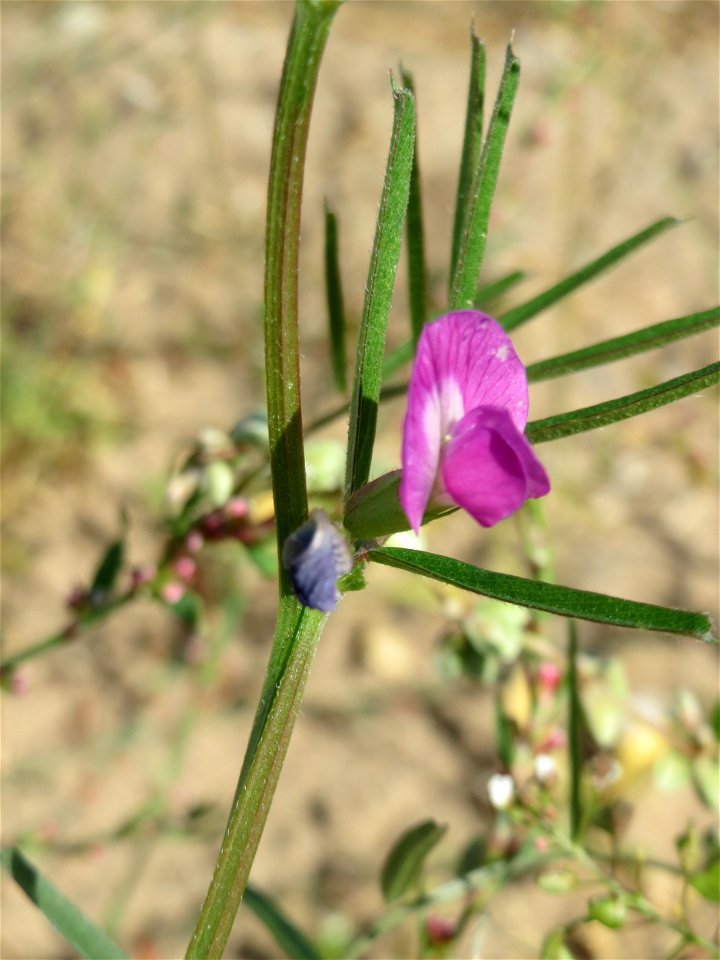 Schmalblättrige Wicke (Vicia sativa ssp. nigra) auf einer Wiese zum Schutz der Haubenlerche beim Dänischen Lager bei Hockenheim