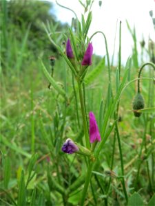 Schmalblättrige Wicke (Vicia sativa ssp. nigra) auf einer Wiese zum Schutz der Haubenlerche beim Dänischen Lager bei Hockenheim