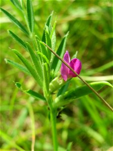 Schmalblättrige Wicke (Vicia sativa ssp. nigra) beim Insultheimer Hof im Landschaftsschutzgebiet „Hockenheimer Rheinbogen“