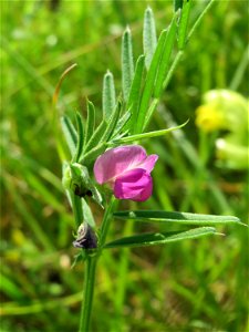 Schmalblättrige Wicke (Vicia sativa ssp. nigra) beim Insultheimer Hof im Landschaftsschutzgebiet „Hockenheimer Rheinbogen“ - im Unterschied zur gewöhnlichen Futterwicke (Vicia sativa) ist sie deutlich