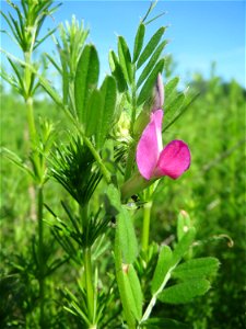 Schmalblättrige Wicke (Vicia sativa ssp. nigra) in den Horststückern im Landschaftsschutzgebiet „Hockenheimer Rheinbogen“