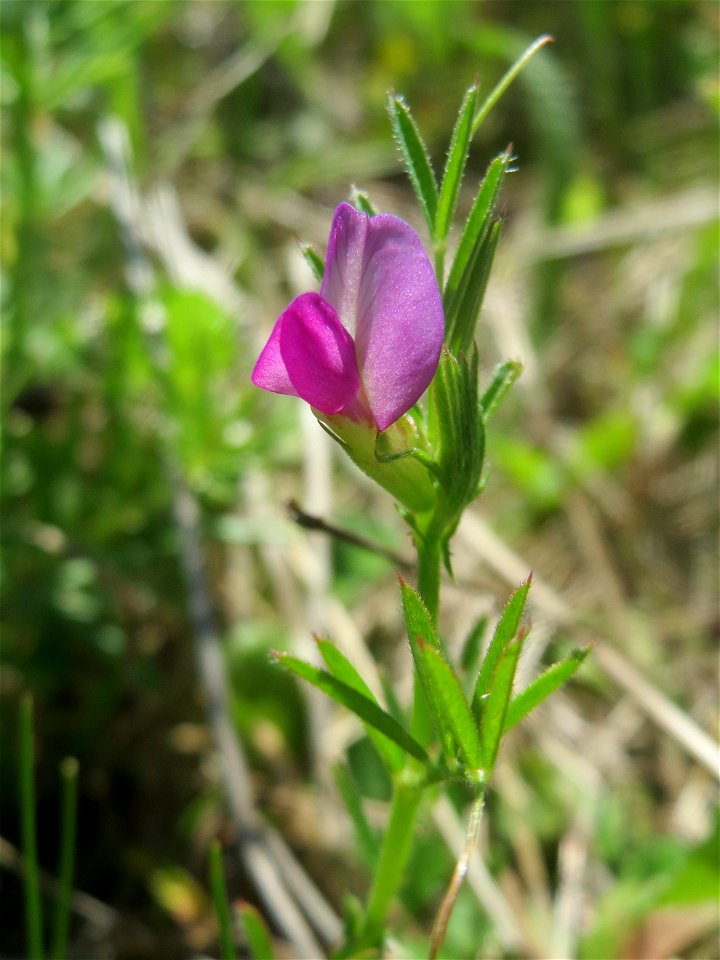 Schmalblättrige Wicke (Vicia sativa ssp. nigra) in den Horststückern im Landschaftsschutzgebiet „Hockenheimer Rheinbogen“