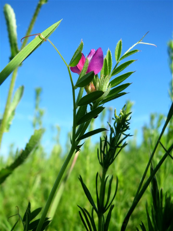 Schmalblättrige Wicke (Vicia sativa ssp. nigra) in den Horststückern im Landschaftsschutzgebiet „Hockenheimer Rheinbogen“
