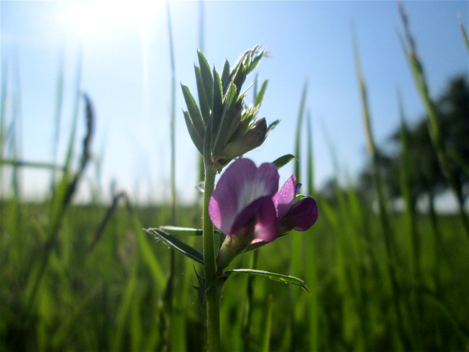 Futterwicke (Vicia sativa) auf einer Wiese in den Horststückern im Landschaftsschutzgebiet „Hockenheimer Rheinbogen“