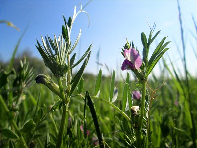 Futterwicke (Vicia sativa) auf einer Wiese in den Horststückern im Landschaftsschutzgebiet „Hockenheimer Rheinbogen“