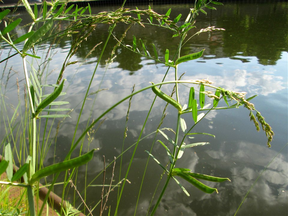 Futterwicke (Vicia sativa) an der Saar in Saarbrücken