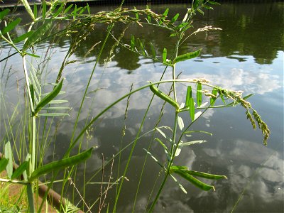 Futterwicke (Vicia sativa) an der Saar in Saarbrücken