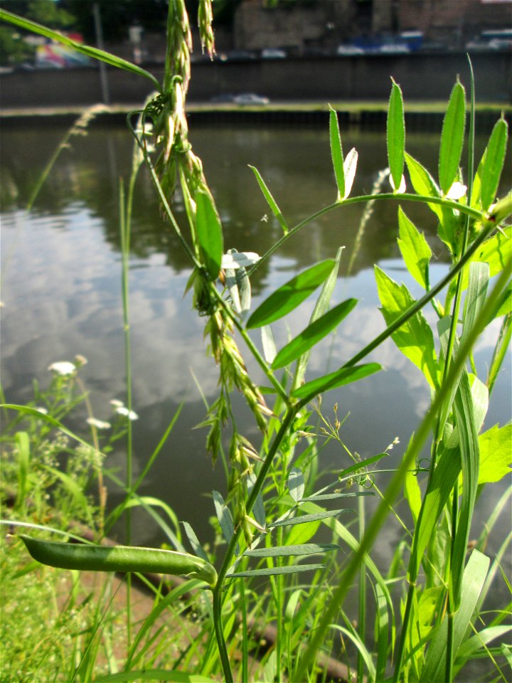 Futterwicke (Vicia sativa) an der Saar in Saarbrücken