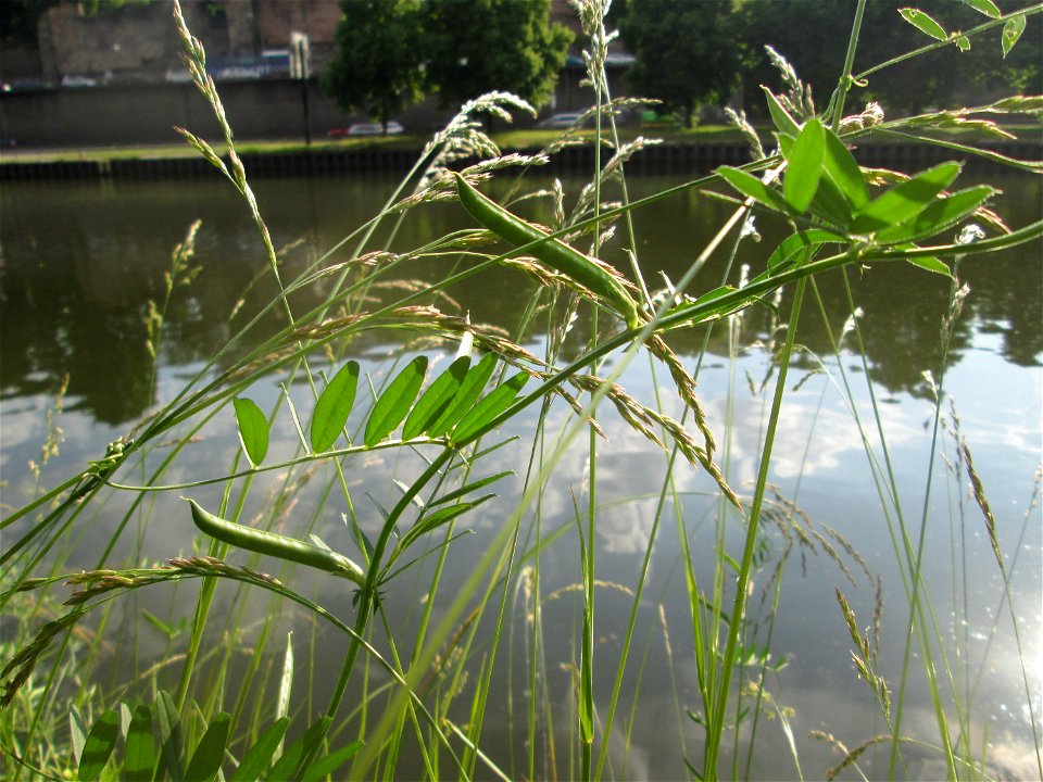 Futterwicke (Vicia sativa) an der Saar in Saarbrücken